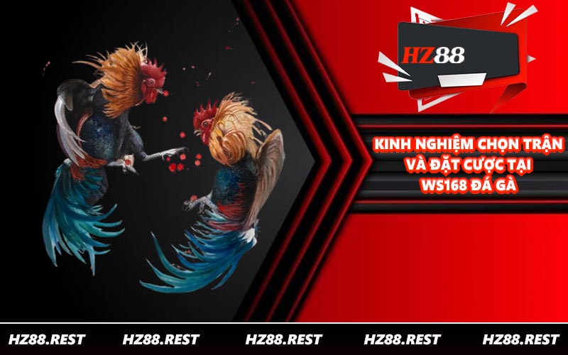Kinh nghiệm chọn trận và đặt cược tại WS168 đá gà