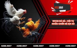 WS168 Đá Gà - Hội Tụ Nhiều Chiến Kê Xịn Xò